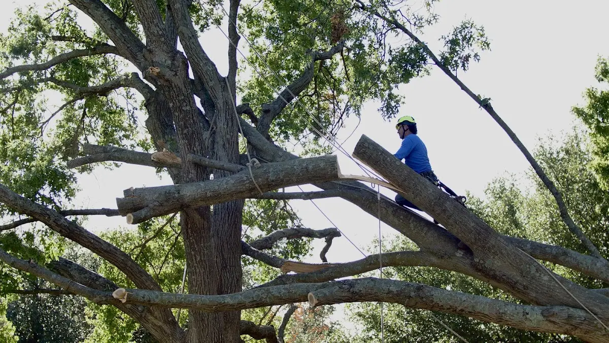 Professional Hazardous Tree Removal performed by certified arborists in Florissant