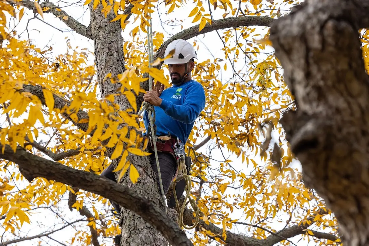 Skilled Dead Tree Removal crew working in Florissant