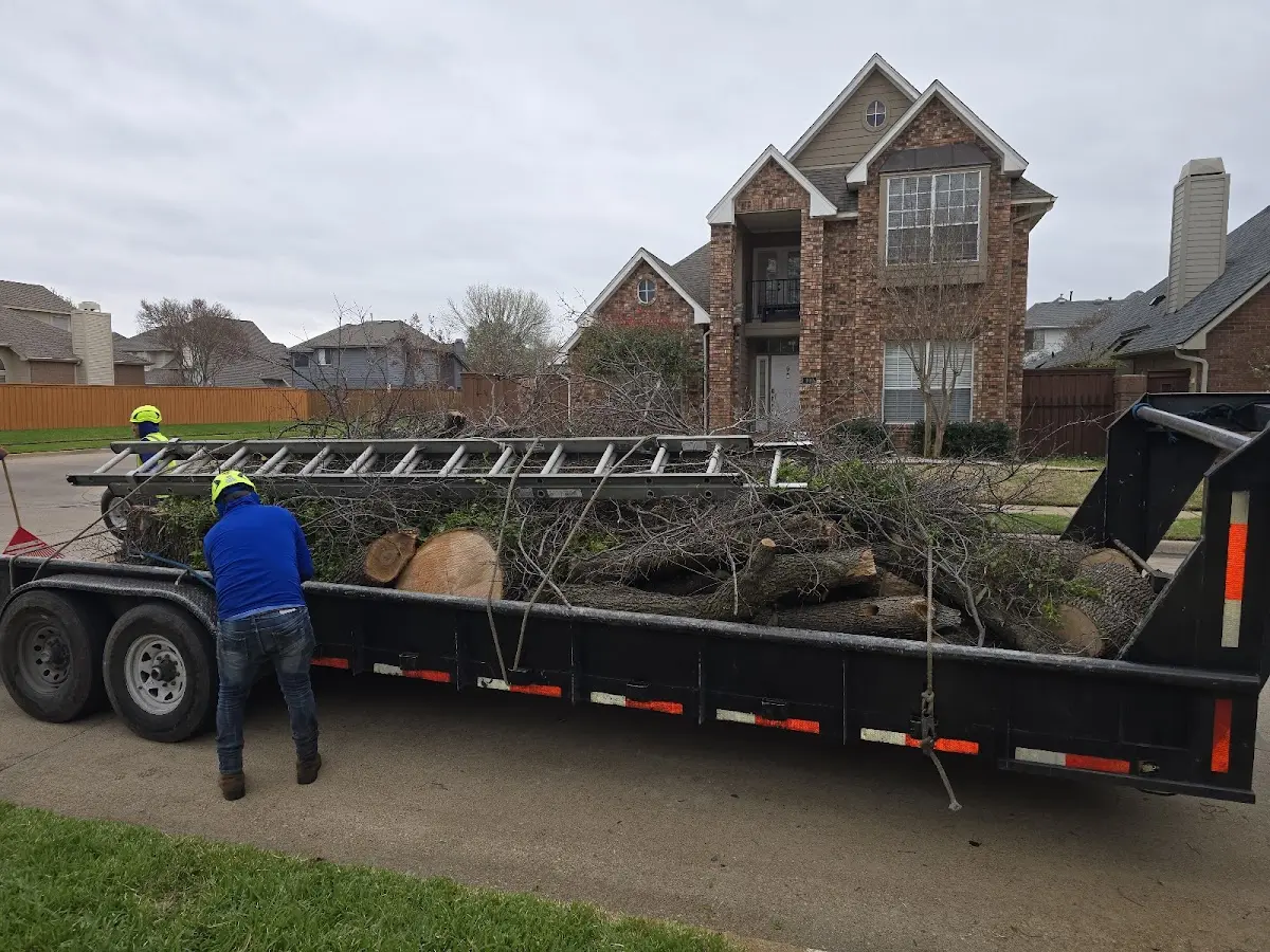 Expert Tree Pest Control with proper safety equipment in Florissant